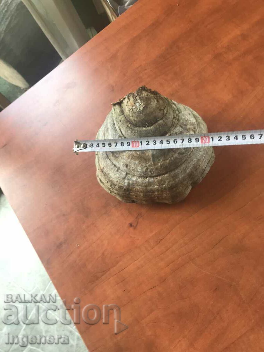 MUSHROOM WOODEN NATURAL LARGE FOR DECOR - 5 MUSHROOM WOODEN NATURAL LARGE FOR DECOR - 5