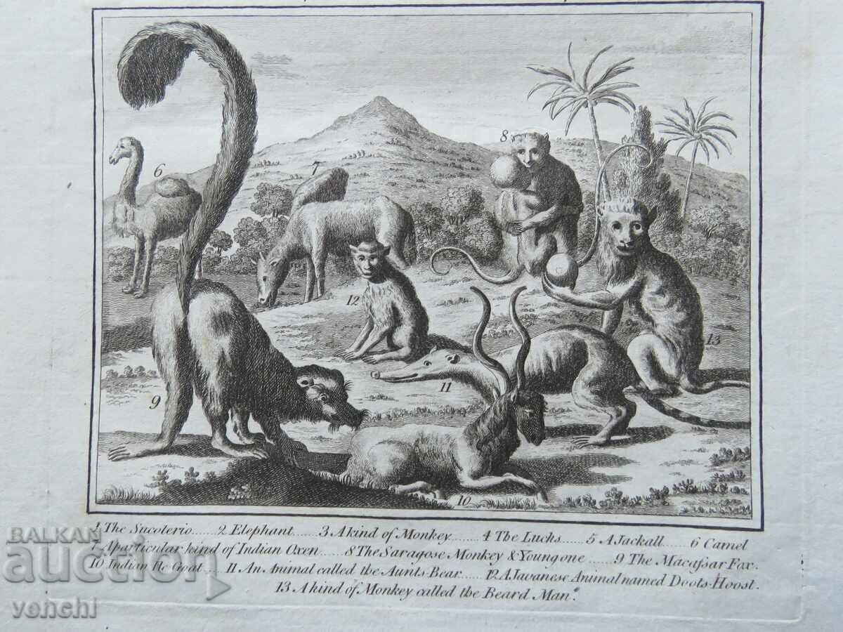 Livrarea 1780 - GRAVURĂ - MAURICE - ORIGINAL