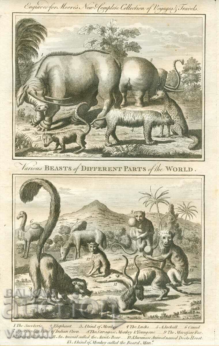 1780 - ENGRAVING - MORRIS - ORIGINAL 1780 - ENGRAVING - MORRIS - ORIGINAL