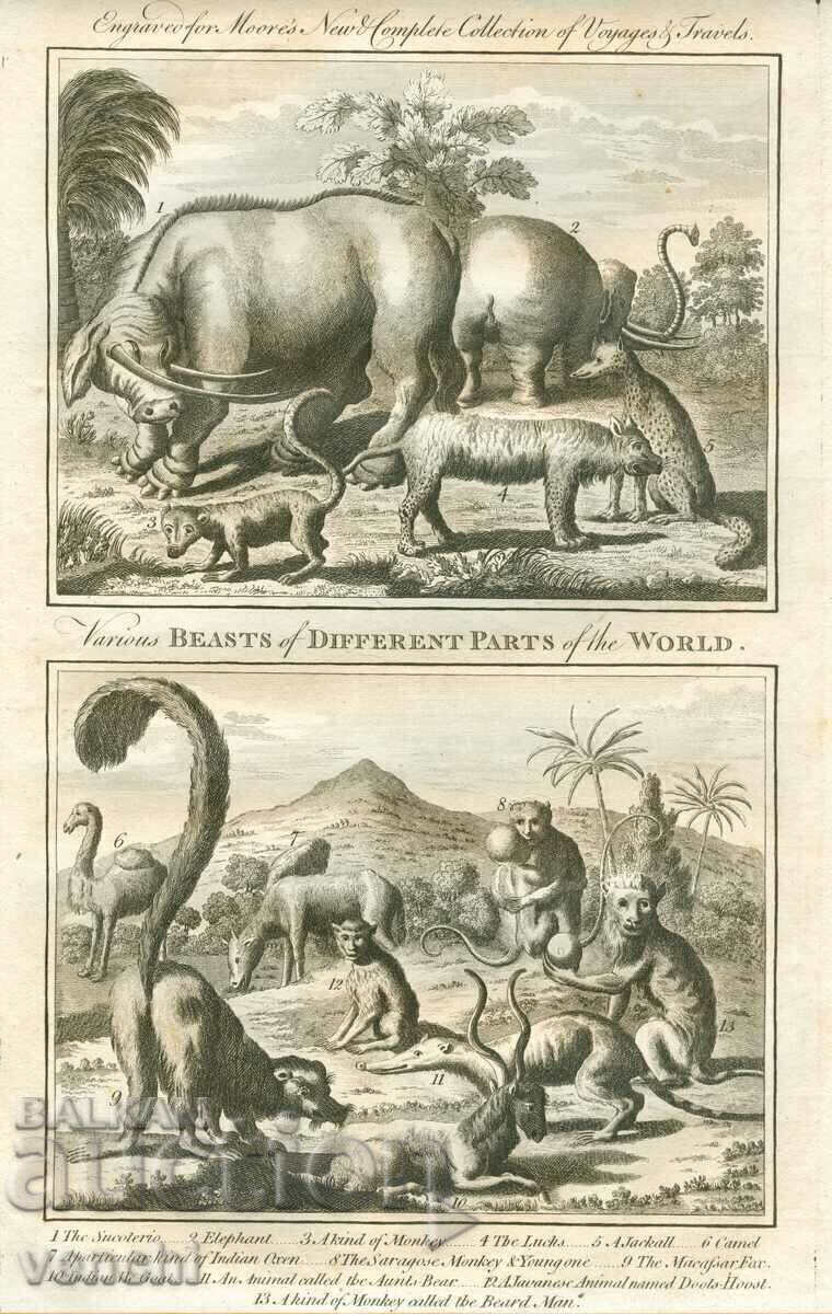 1780 - GRAVURĂ - MAURICE - ORIGINAL