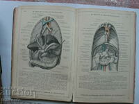 4 buc. Atlasuri anatomice în limba germană 1903.