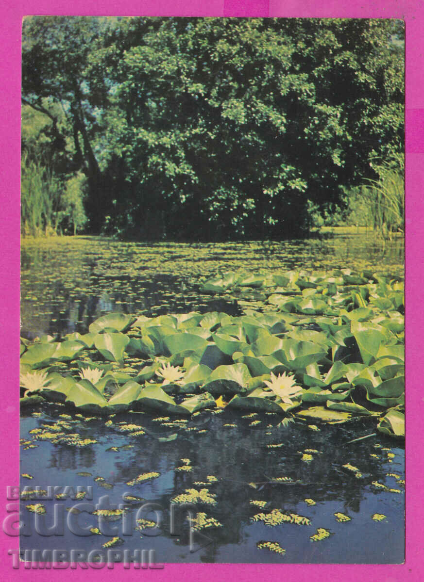 Auction 310259 / Ropotamo River - view Akl-2011 Photo Edition PK Auction 310259 / Ropotamo River - view Akl-2011 Photo Edition PK