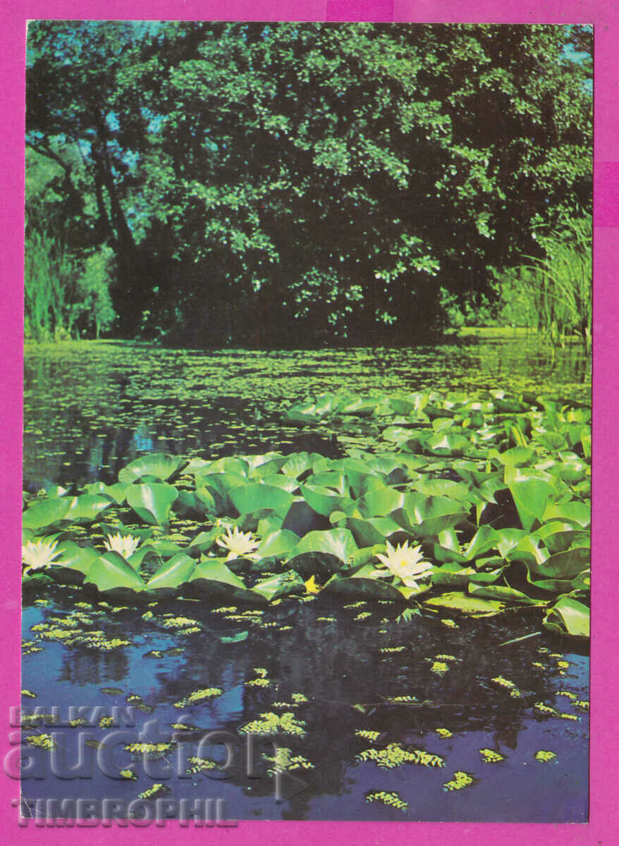 Auction 310261 / Ropotamo River - water lilies Akl-2011 Photo Edition PK Auction 310261 / Ropotamo River - water lilies Akl-2011 Photo Edition PK