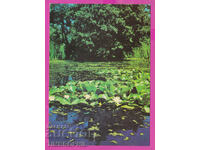 310261 / Ropotamo River - water lilies Akl-2011 Photo Edition PK
