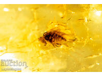 Polished Baltic amber with insect fly 10.8ct