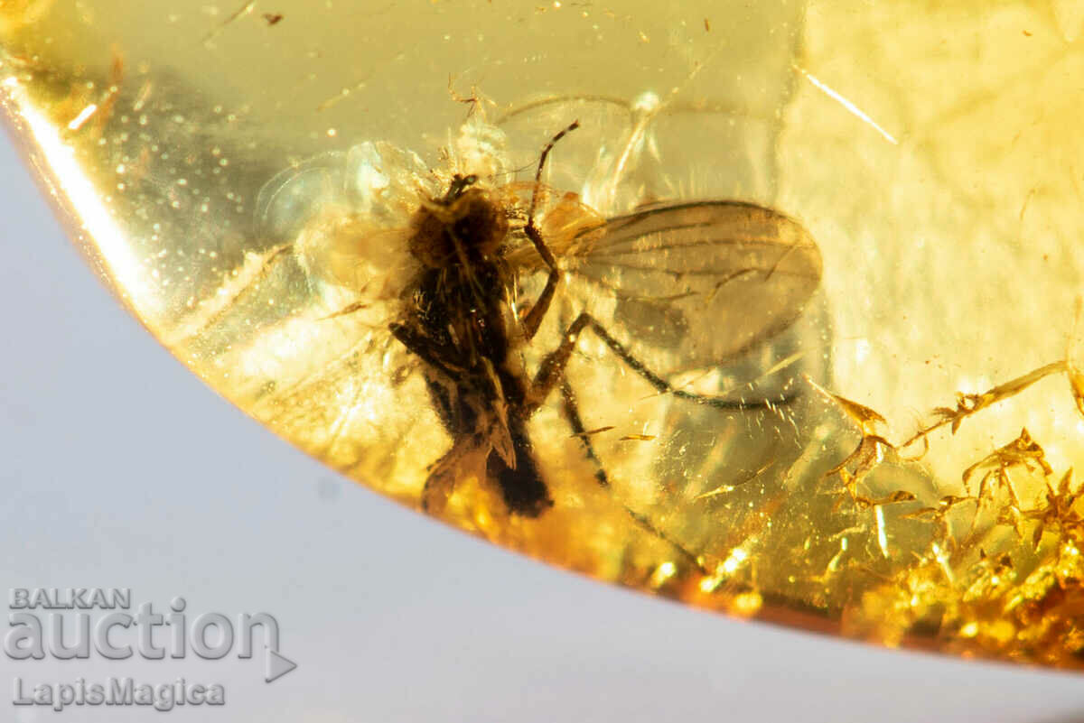 Γυαλισμένο κεχριμπάρι Βαλτικής με μύγα εντόμων 5,5 καρατίων