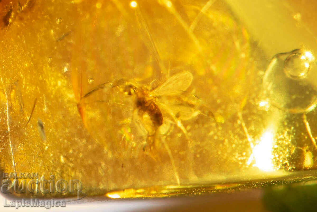 Polished Baltic Amber with 2 insects 8.2ct