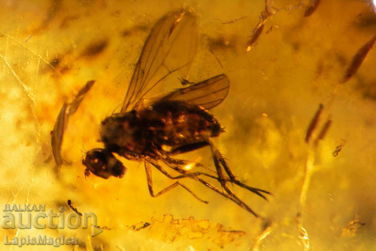 Γυαλισμένο κεχριμπάρι Βαλτικής με μύγα εντόμων 2,9 καρατίων