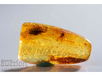 Polished Baltic Amber with 2 insects 2.6ct