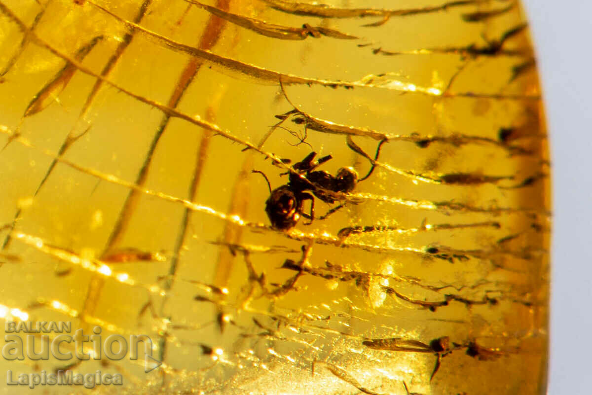 Polished Baltic amber with insect ant 2.5ct