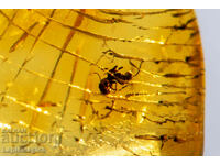 Γυαλισμένο κεχριμπάρι Βαλτικής με μυρμήγκι εντόμων 2,5 καρατίων