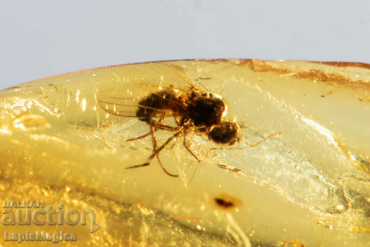 Γυαλισμένο κεχριμπάρι Βαλτικής με μύγα εντόμων 1 καρατίων