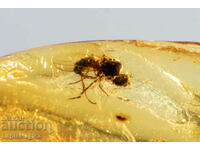 Polished Baltic amber with insect fly 1ct