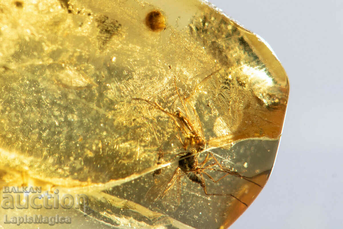 Polished Baltic Amber with Mosquito Insect 3.2ct with price 49.00 BGN | € 25.05 Polished Baltic Amber with Mosquito Insect 3.2ct with price 49.00 BGN | € 25.05