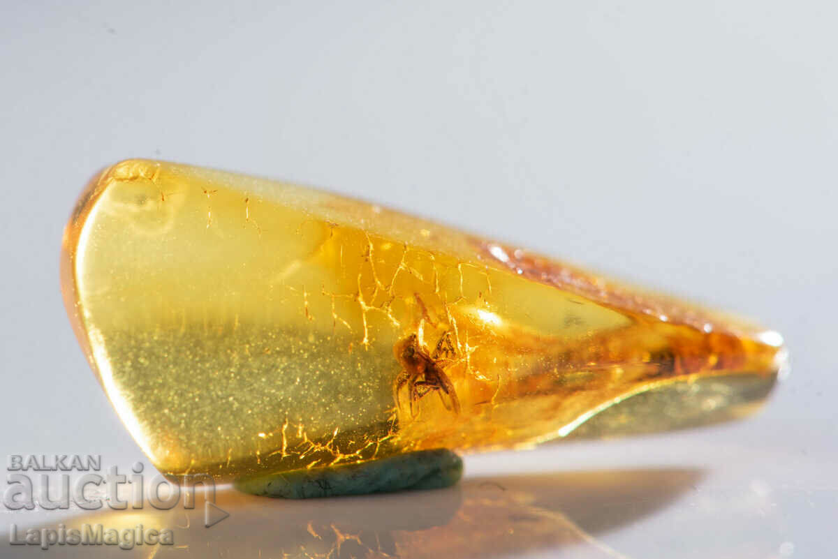 Polished Baltic amber with spider 3.4ct with price 60.00 BGN | € 30.68 Polished Baltic amber with spider 3.4ct with price 60.00 BGN | € 30.68
