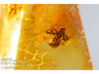 Polished Baltic amber with spider 3.4ct