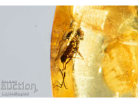 Γυαλισμένο μπαλινέζικο κεχριμπάρι με μύγα εντόμων 4,6 καρατίων