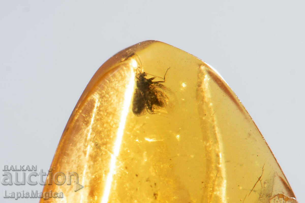 Polished Baltic amber with insect 1.6ct