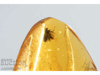 Polished Baltic amber with insect 1.6ct