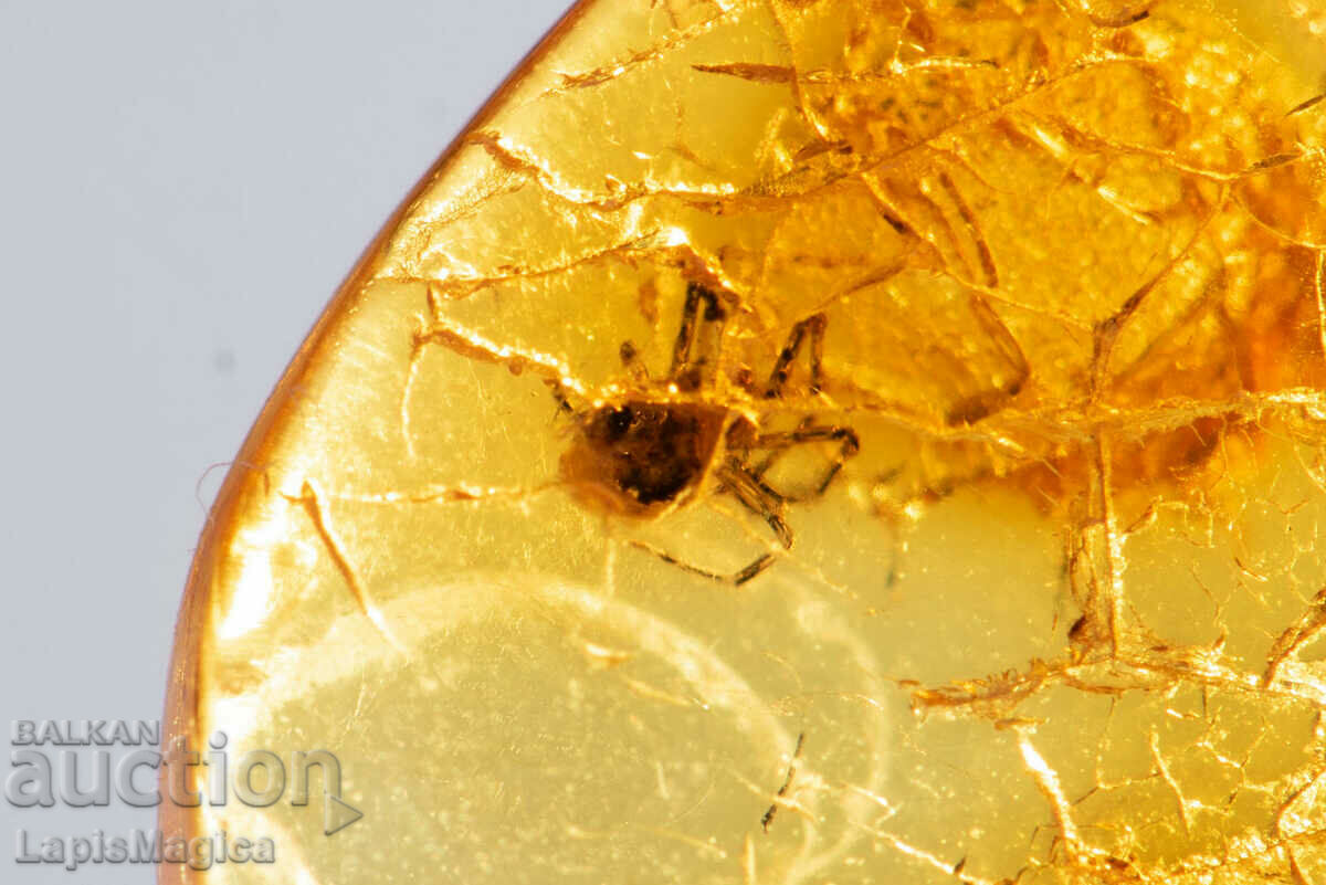 Polished Baltic amber with spider 4.1ct
