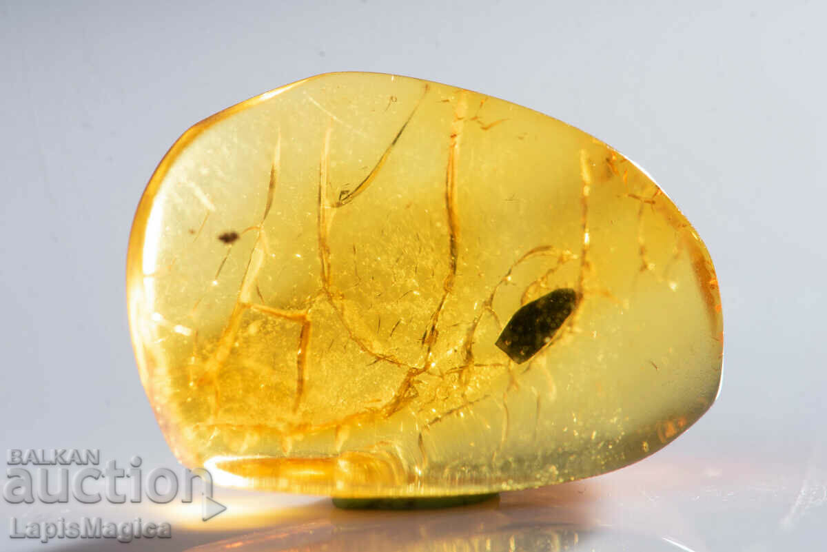 Polished Baltic amber with inclusion (probably vegetable)