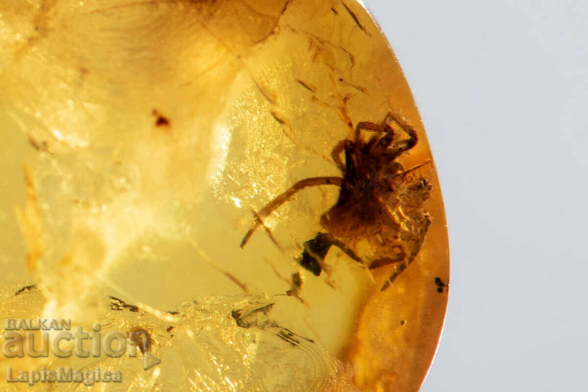 Polished Baltic amber with spider 5.8ct