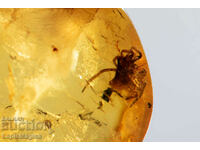 Polished Baltic amber with spider 5.8ct