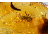 Γυαλισμένο κεχριμπάρι Βαλτικής με μυρμήγκι εντόμων 4,9 καρατίων