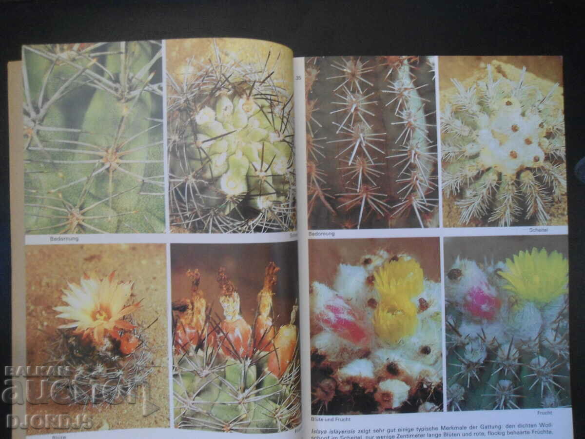 Delivery of Ratschlage fur den Kakteen-freund Delivery of Ratschlage fur den Kakteen-freund