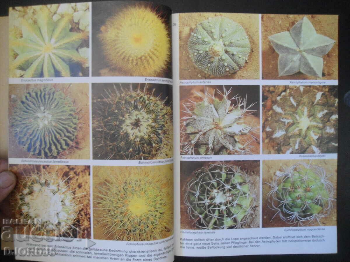 Ratschlage fur den Kakteen-freund - 5 Ratschlage fur den Kakteen-freund - 5