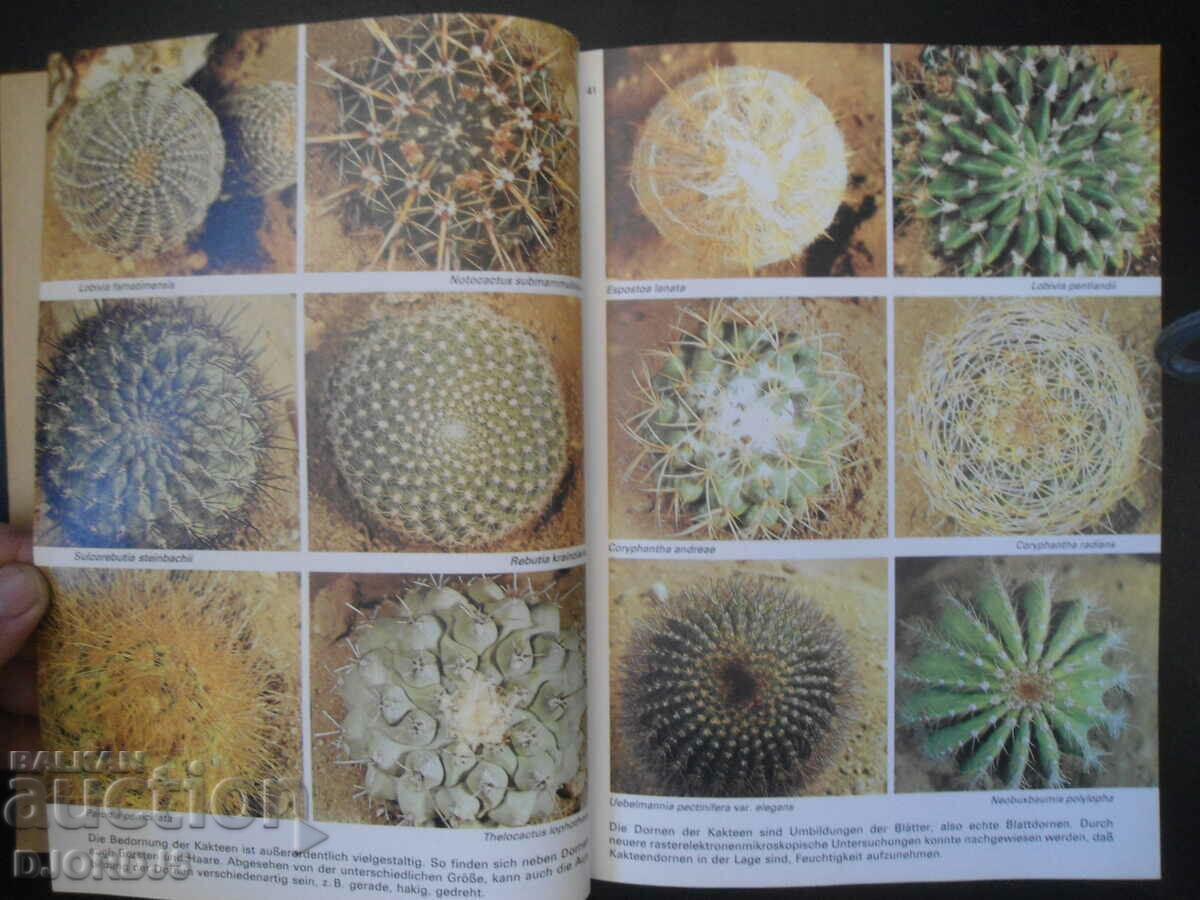 Ratschlage fur den Kakteen-freund - 6 Ratschlage fur den Kakteen-freund - 6