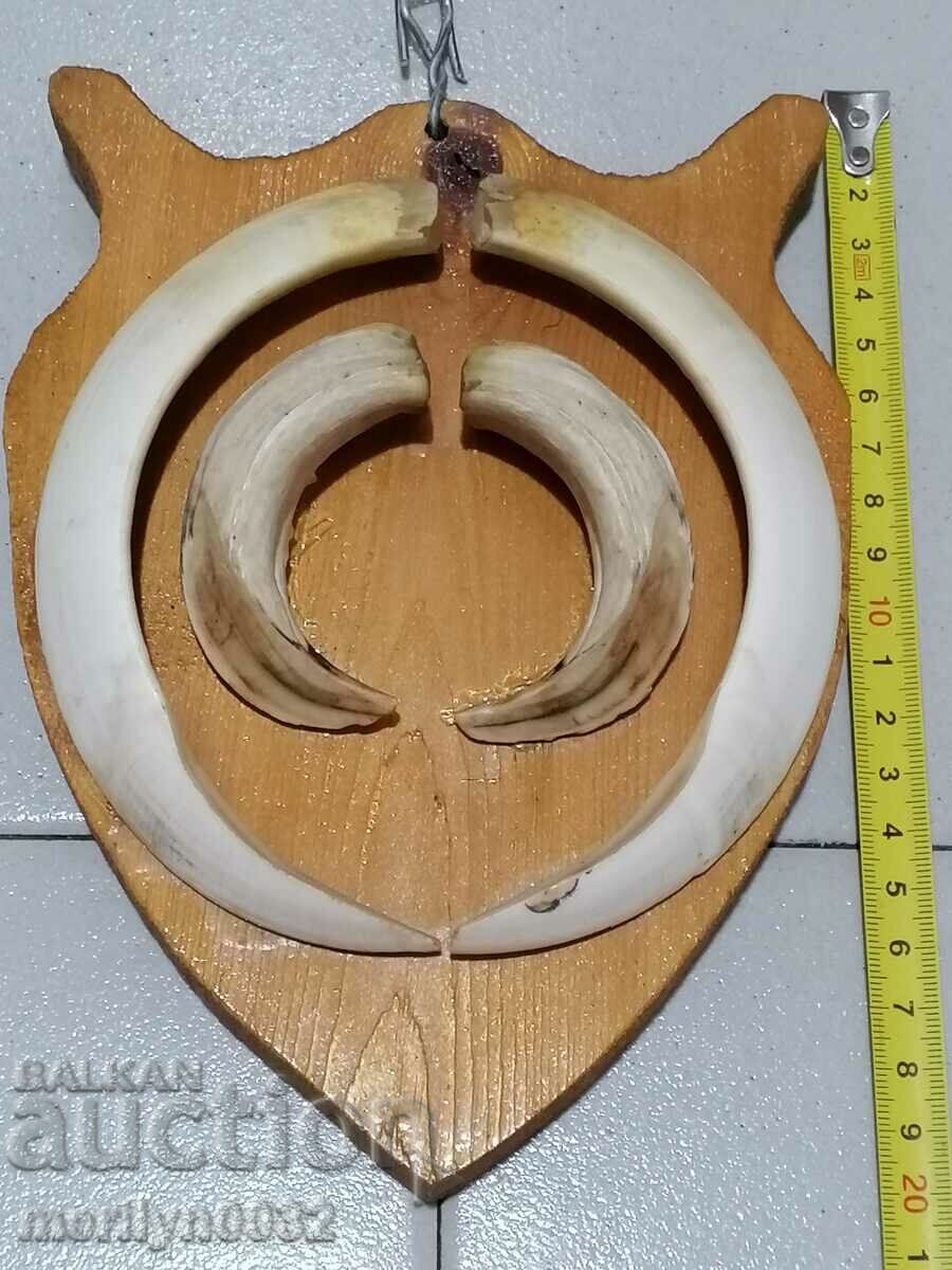 Auction Boar teeth hunting trophy tusks Auction Boar teeth hunting trophy tusks