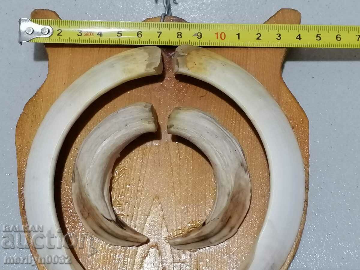 Delivery of Boar teeth hunting trophy tusks Delivery of Boar teeth hunting trophy tusks