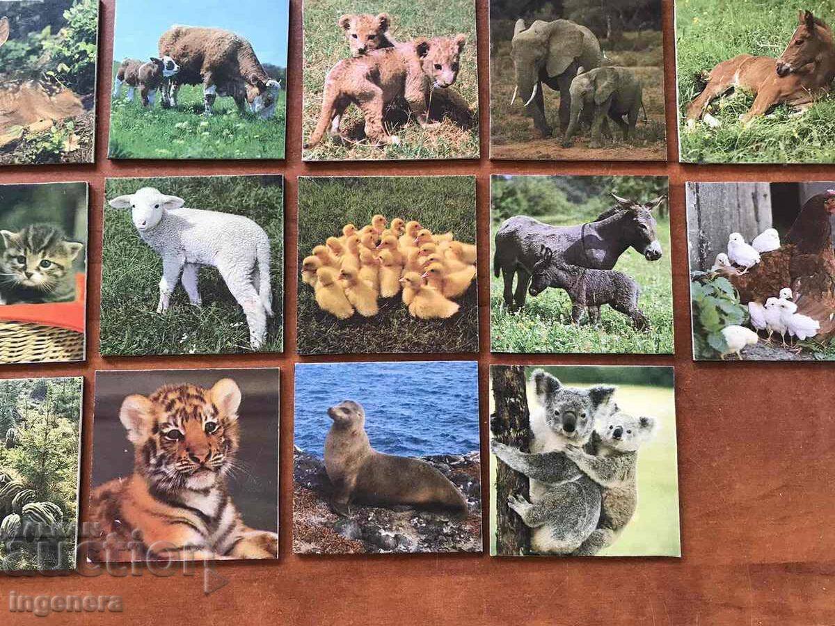 FRIDGE MAGNET ANIMAL MAGNETS-55 X 55 MM-35 PCS. with price 89.00 BGN | € 45.50