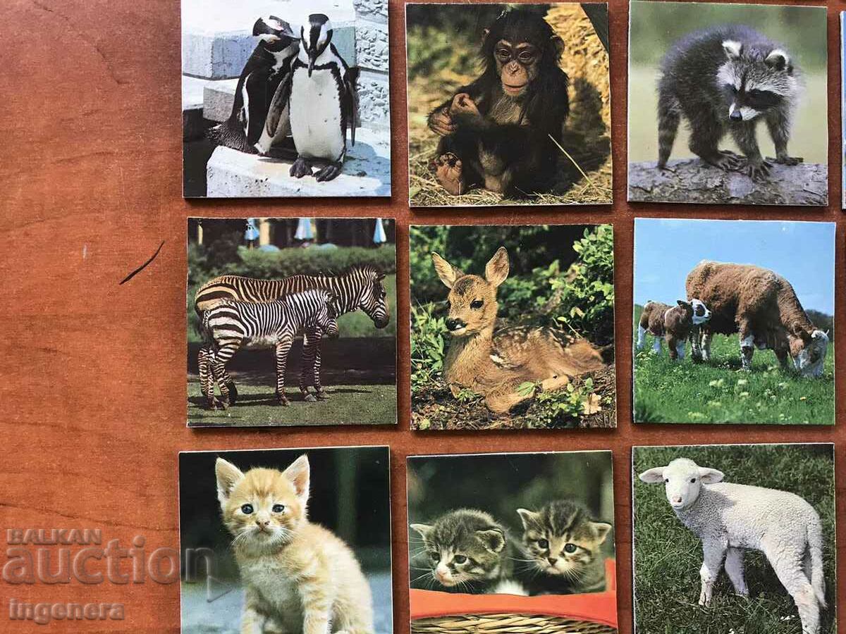 Auction  FRIDGE MAGNET ANIMAL MAGNETS-55 X 55 MM-35 PCS.