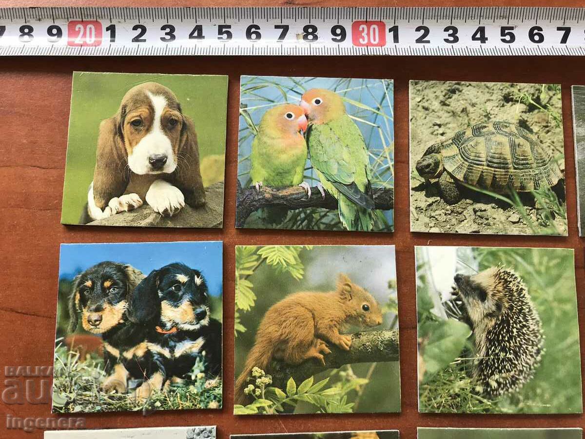 Delivery of FRIDGE MAGNET ANIMAL MAGNETS-55 X 55 MM-35 PCS.