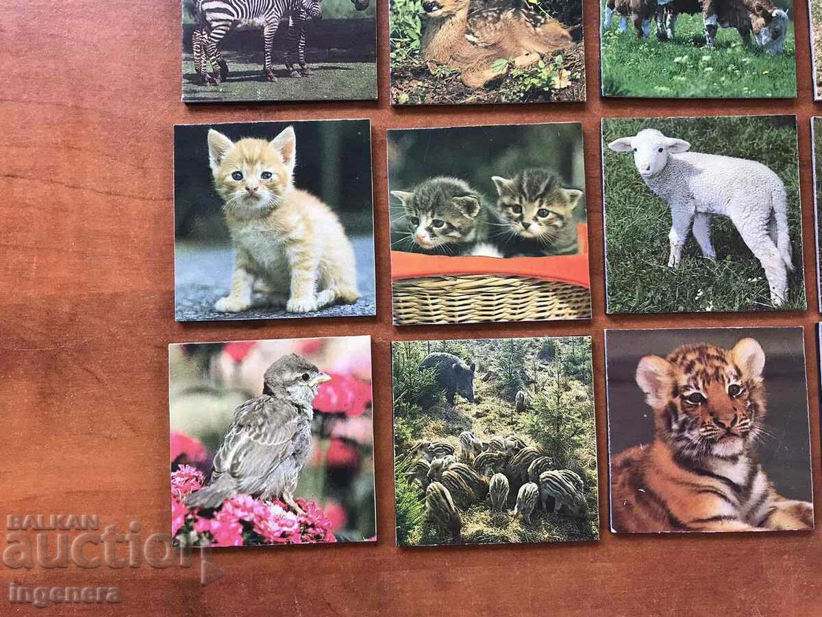 FRIDGE MAGNET ANIMAL MAGNETS-55 X 55 MM-35 PCS. - 5