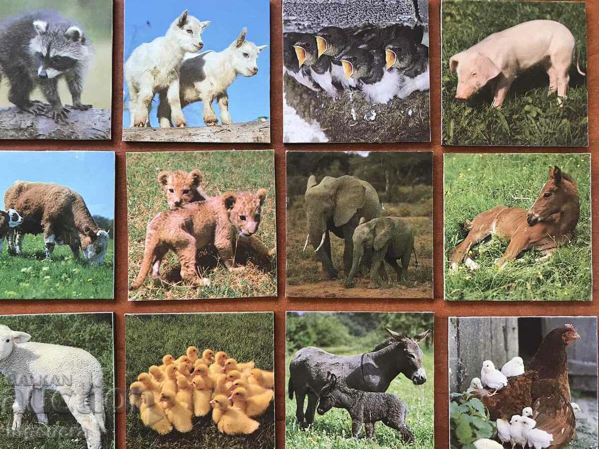 FRIDGE MAGNET ANIMAL MAGNETS-55 X 55 MM-35 PCS. - 6