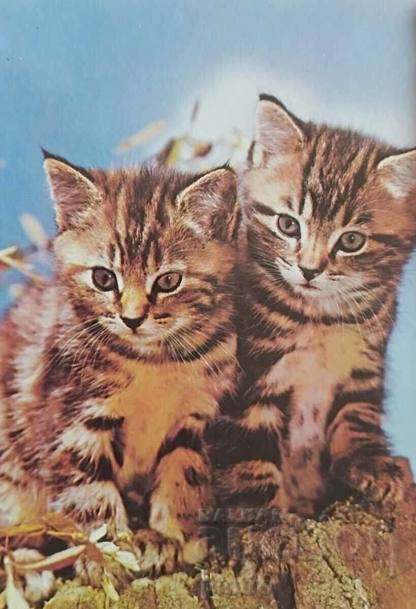 Сърбия. Пощенска картичка. Две малки котки.
