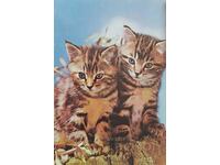 Σερβία. Καρτ ποστάλ. Δύο γατάκια.