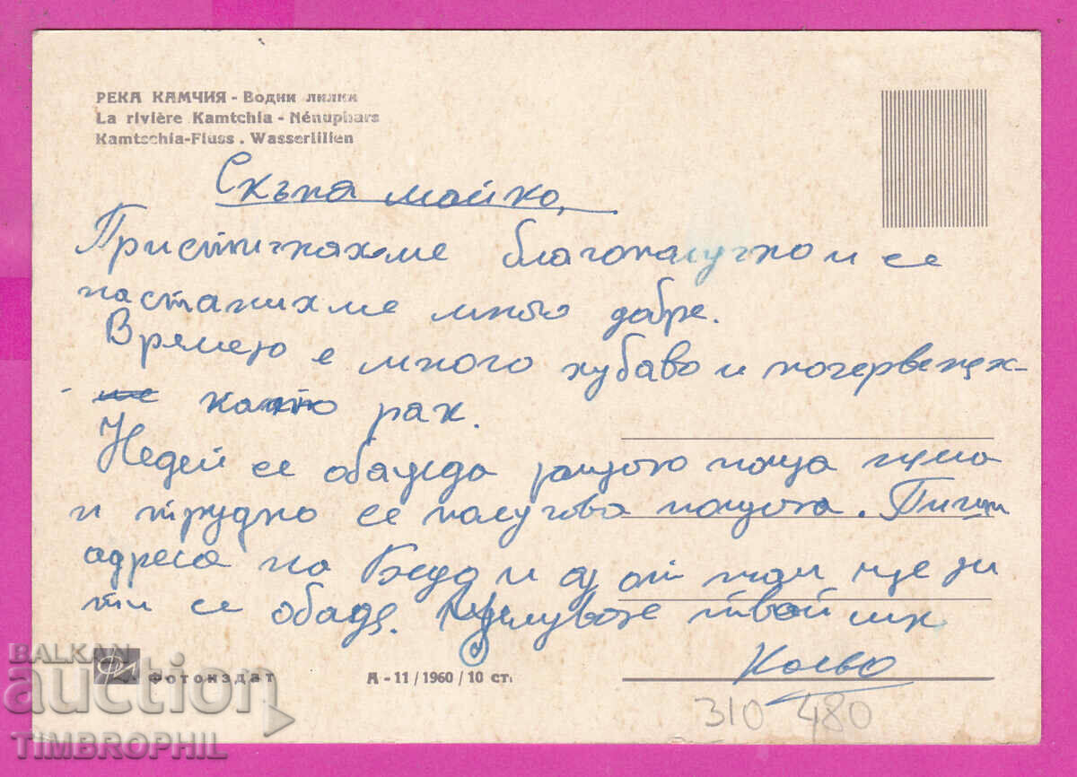 Delivery of 310480 / Kamchia River - Water Lilies A-11/1960 Photo Edition PK Delivery of 310480 / Kamchia River - Water Lilies A-11/1960 Photo Edition PK