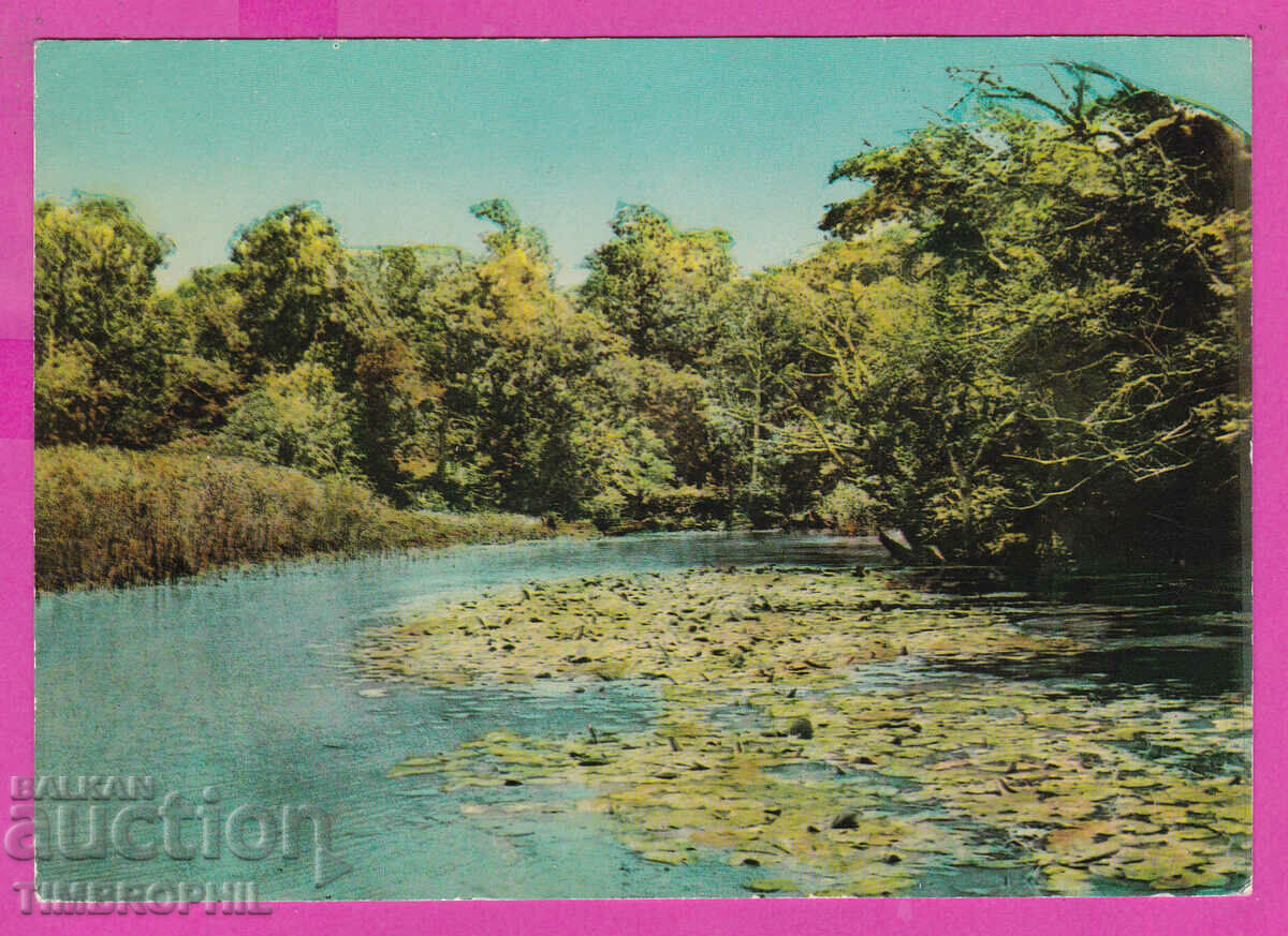 310480 / Kamchia River - Water Lilies A-11/1960 Photo Edition PK