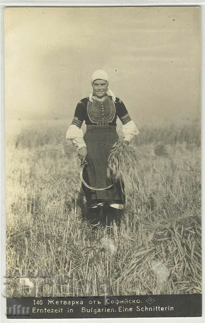 България, Жетварка от Софийско, 1931 г.