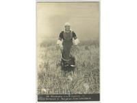 България, Жетварка от Софийско, 1931 г.