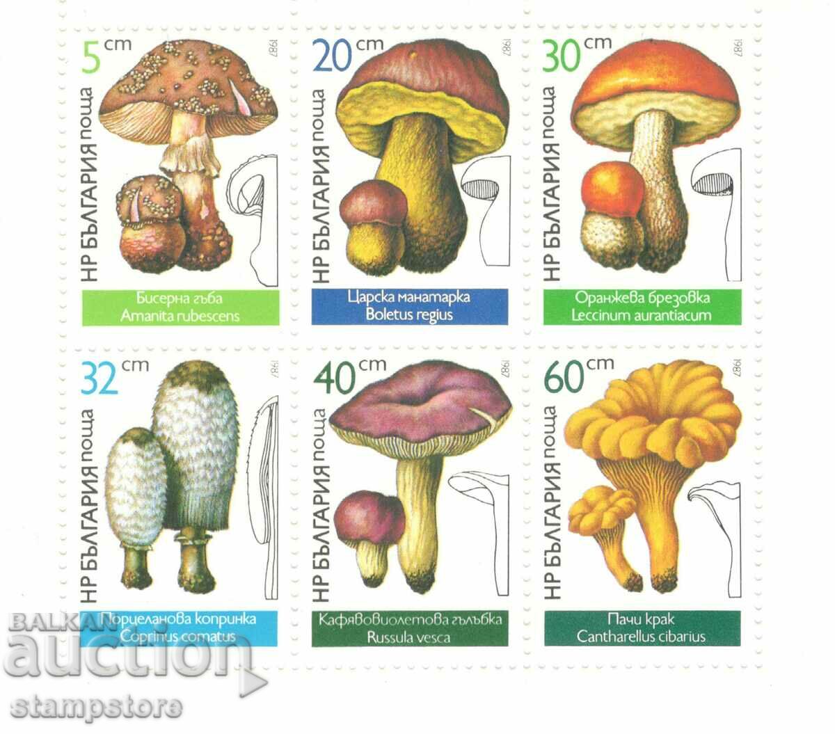 Small leaf Mushrooms