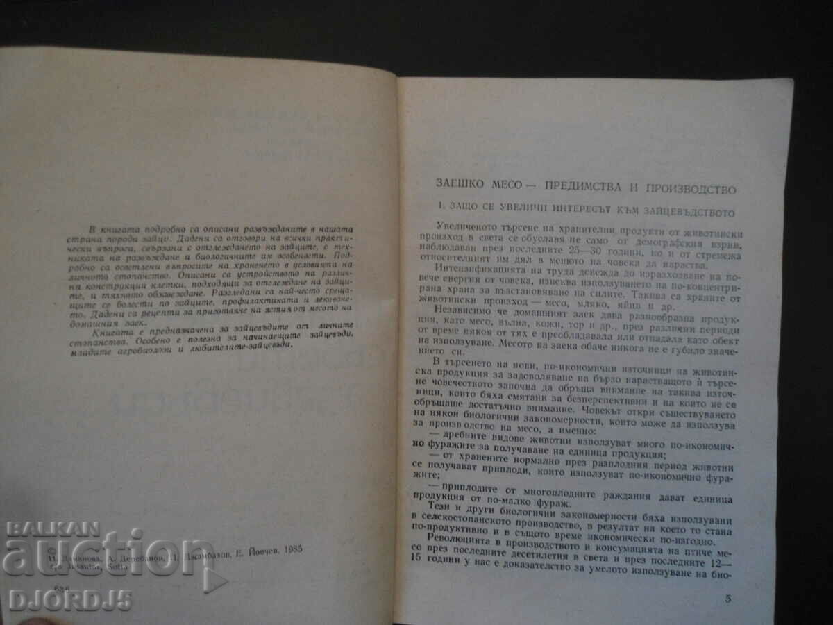 Auction  Practical advice for rabbit breeders