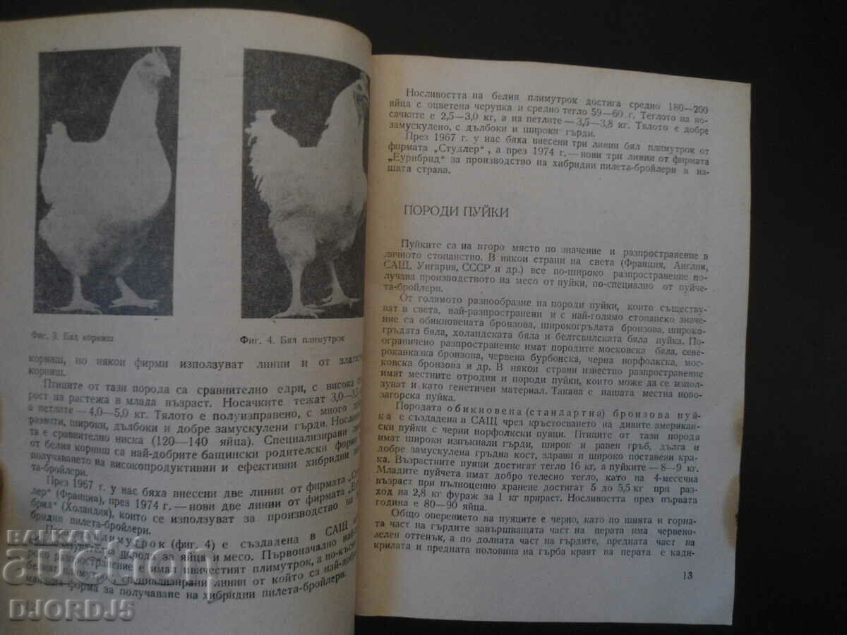Auction Breeding of farm birds on the private farm Auction Breeding of farm birds on the private farm