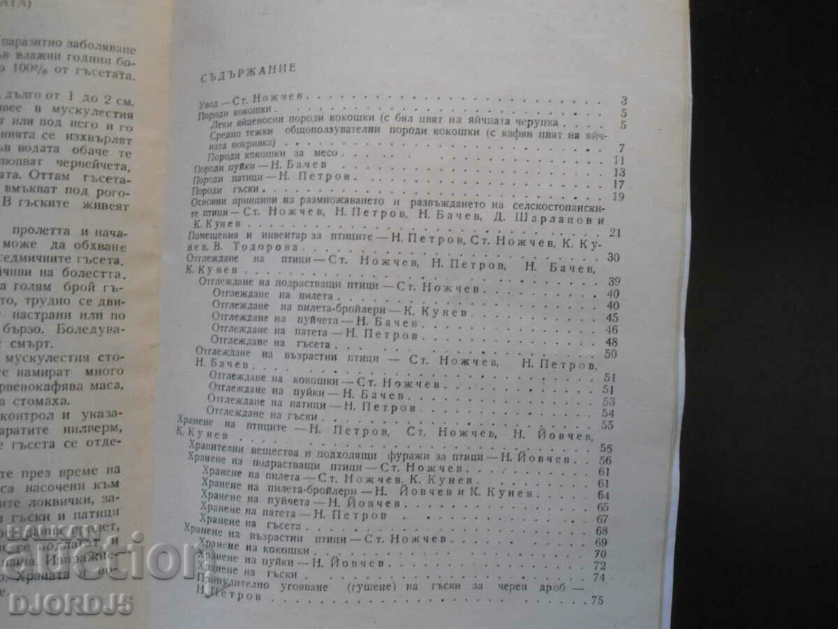 Breeding of farm birds on the private farm - 5 Breeding of farm birds on the private farm - 5