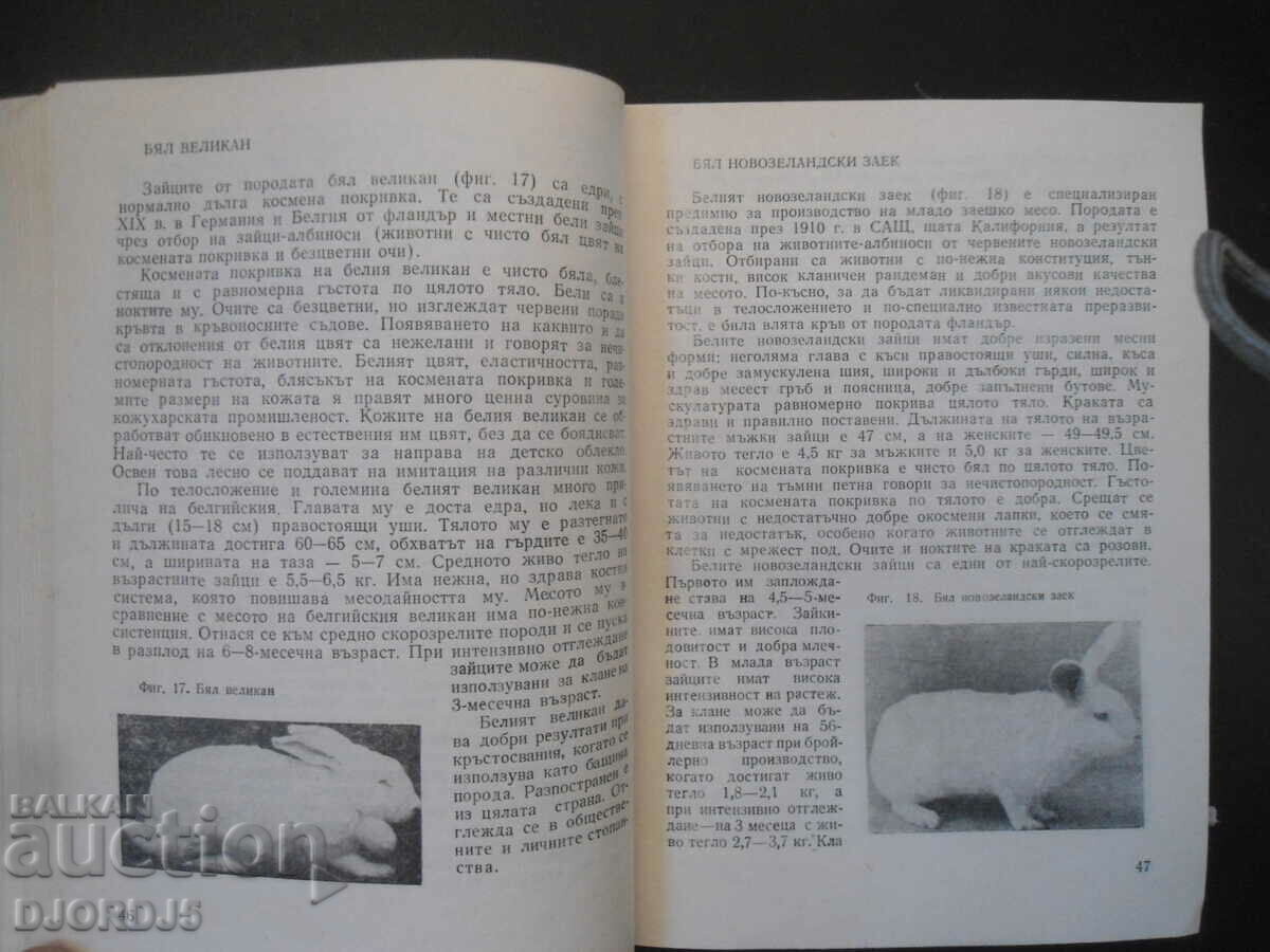 Аукцион Отглеждане на зайци Аукцион Отглеждане на зайци