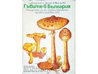 Mushrooms in Bulgaria